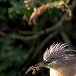 IMG_6508  Crabier chevelu